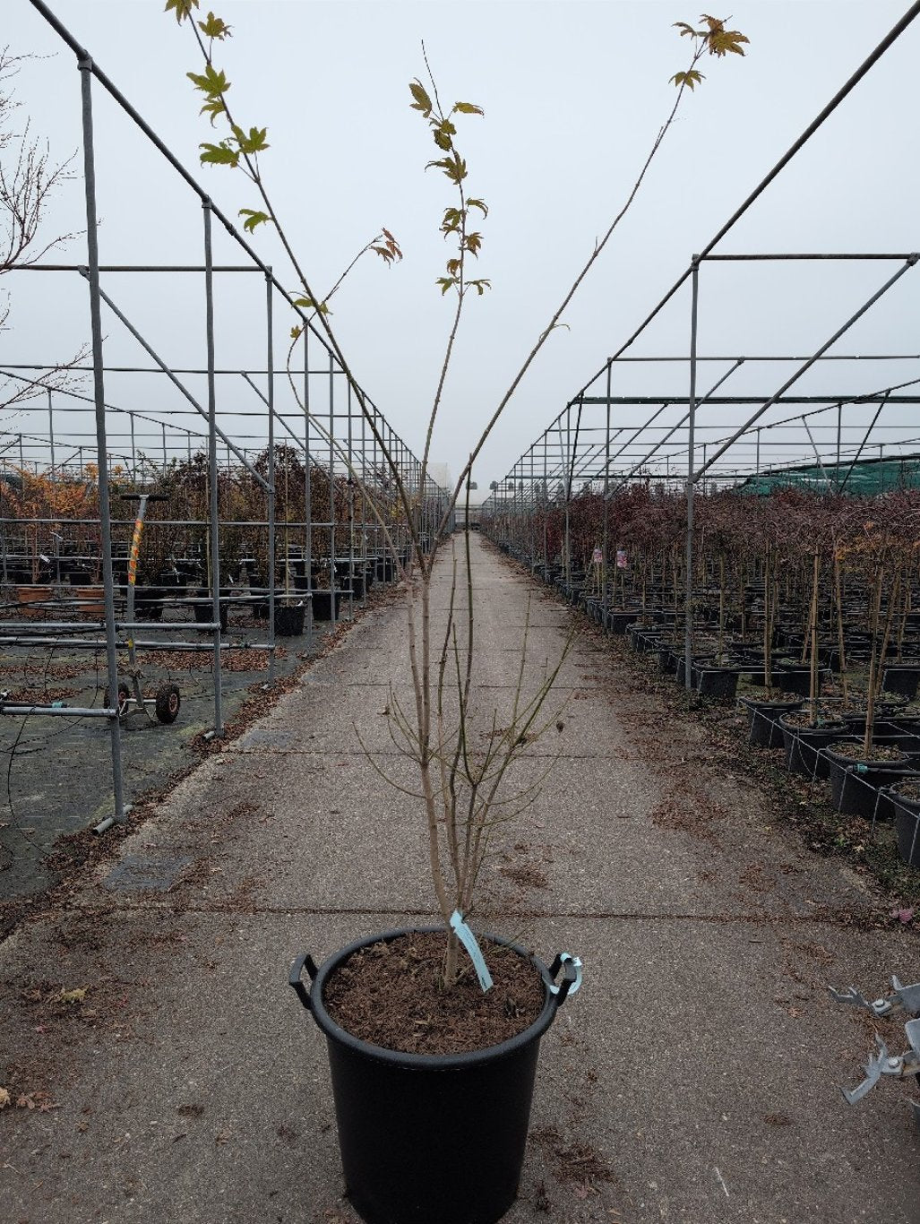 Acer shirawasanum 'Moonrise'® - C50 100-125 CM